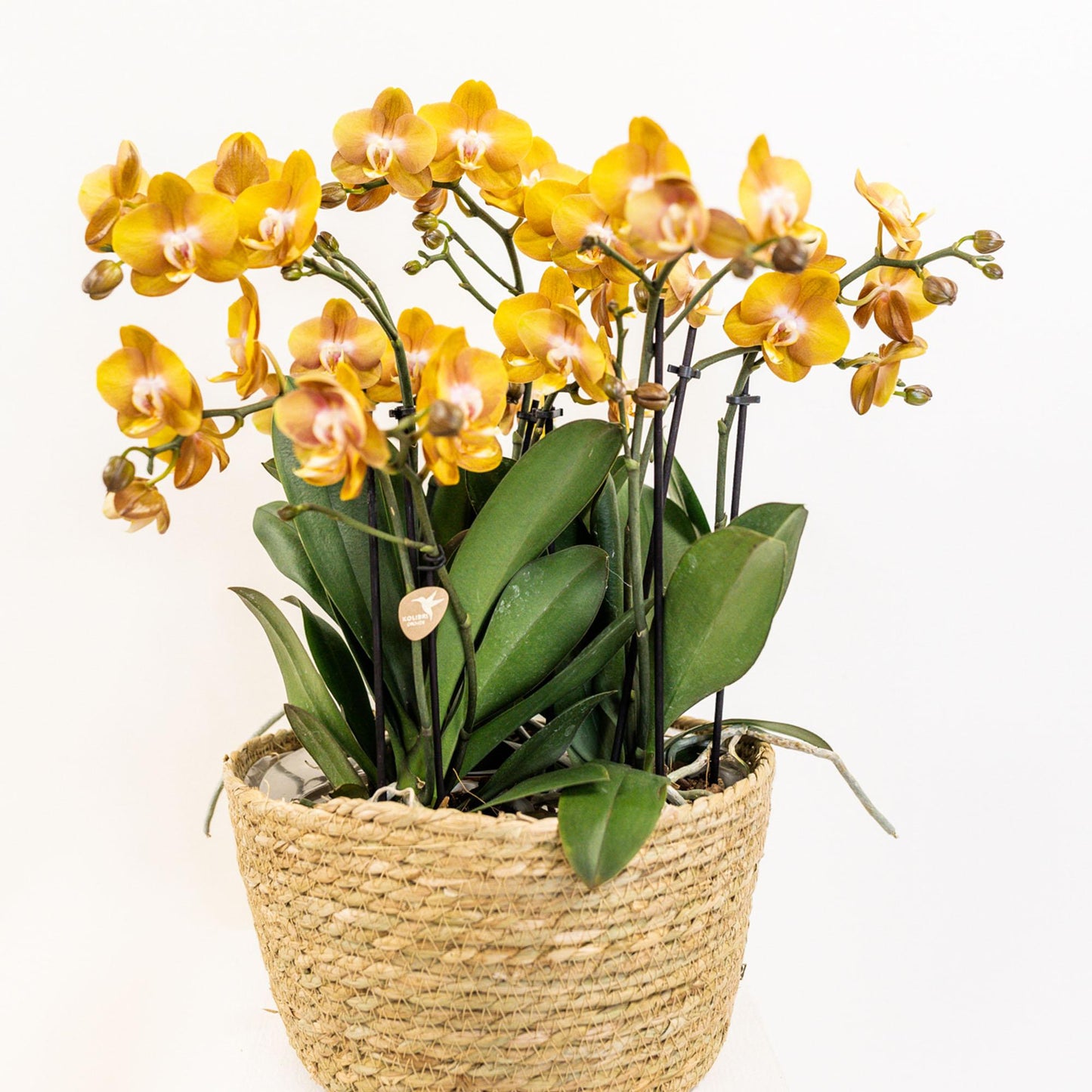 Orchideen-Set Orange im Baumwollkorb mit Wassertank 12cm – Pflanzfix24.de - Pflanzfix24.de