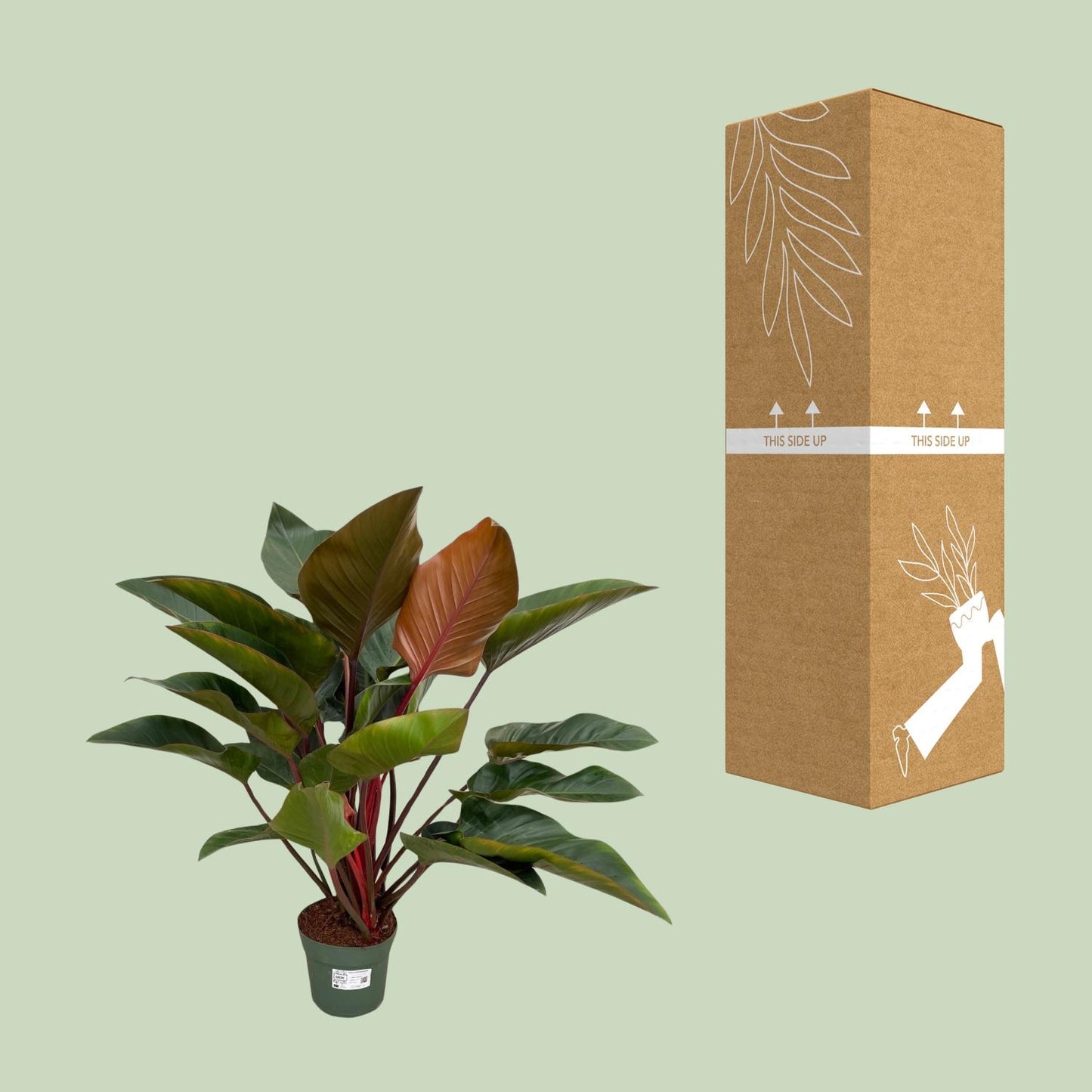Philodendron Red Beauty - Ø27cm - ↕100cm - Pflanzfix24