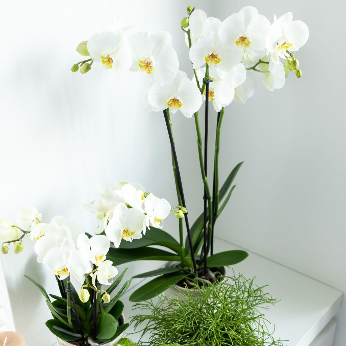Kolibri Orchids | weiße Phalaenopsis-Orchidee - Dame Blanche - Topfgröße Ø12cm - Pflanzfix24