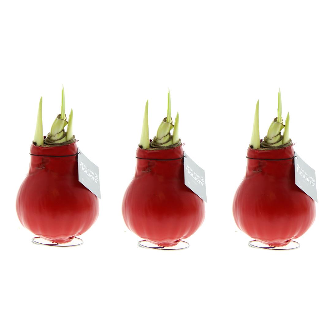 No Water Flowers® (wax amaryllis) | Waxz® Colours Red (3 pack) + Red flower - Pflanzfix24