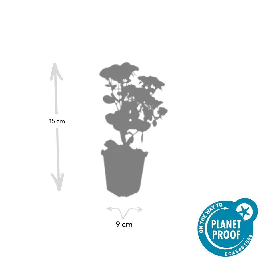 12x Sedum 'Herbstfreude' Sukkulenten 10-25cm | Pflanzfix24.de - Pflanzfix24.de