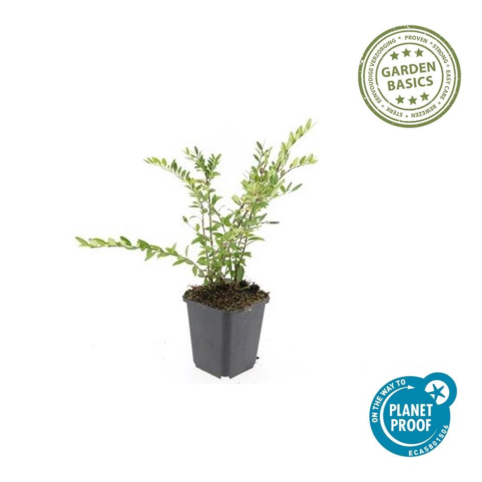 12x Lonicera pileata 'Purple Pearl' – Bodendecker – Pflanzfix24.de - Pflanzfix24.de