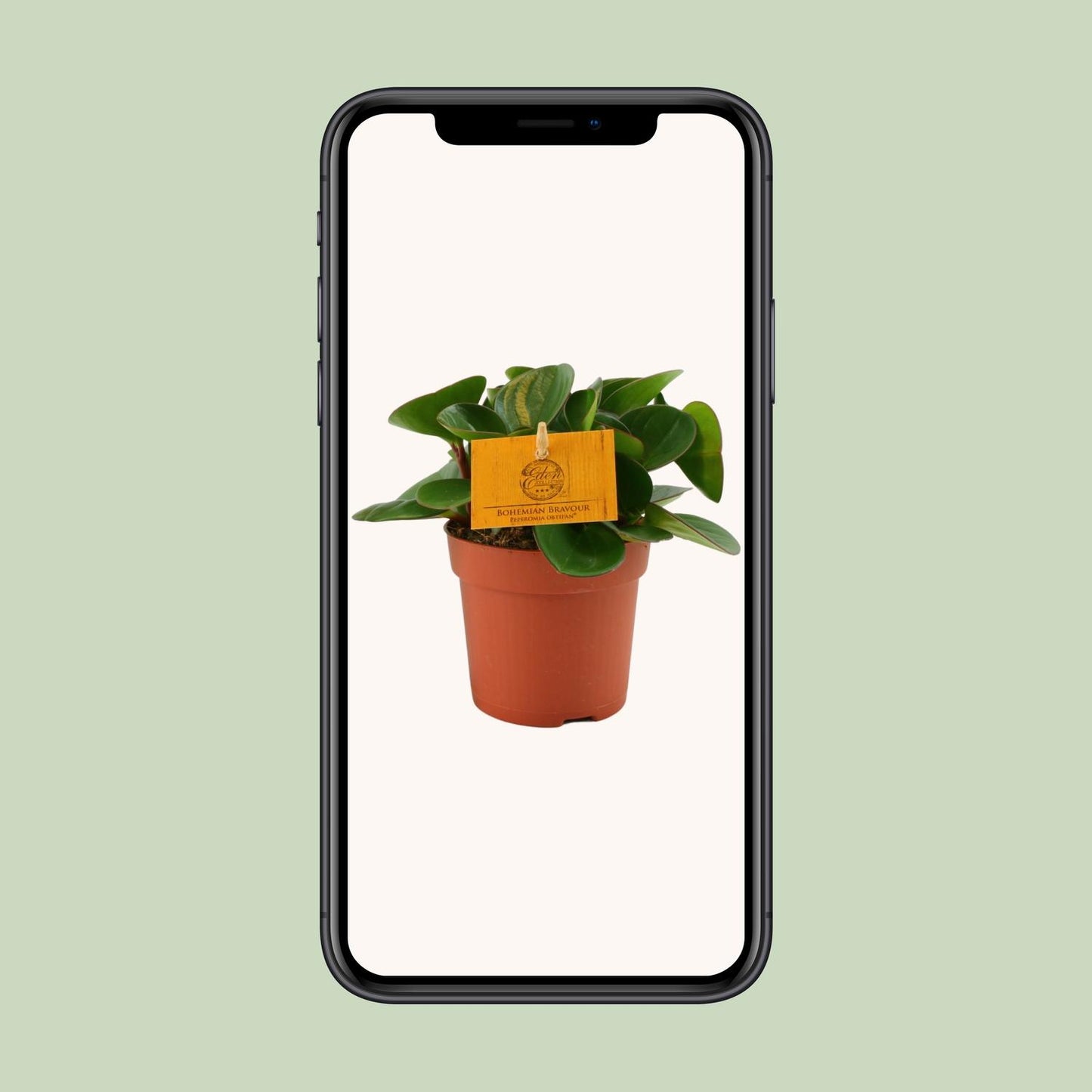 Peperomia Obtipan Ø11cm – Kompakt & Pflegeleicht | Pflanzfix24