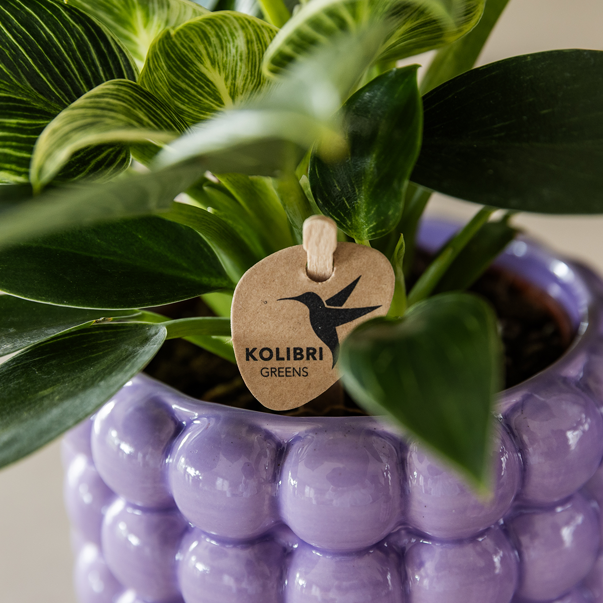 pflanzfix24 | Kolibri Home | Poppy Ziertopf - Purple - Ø9cm