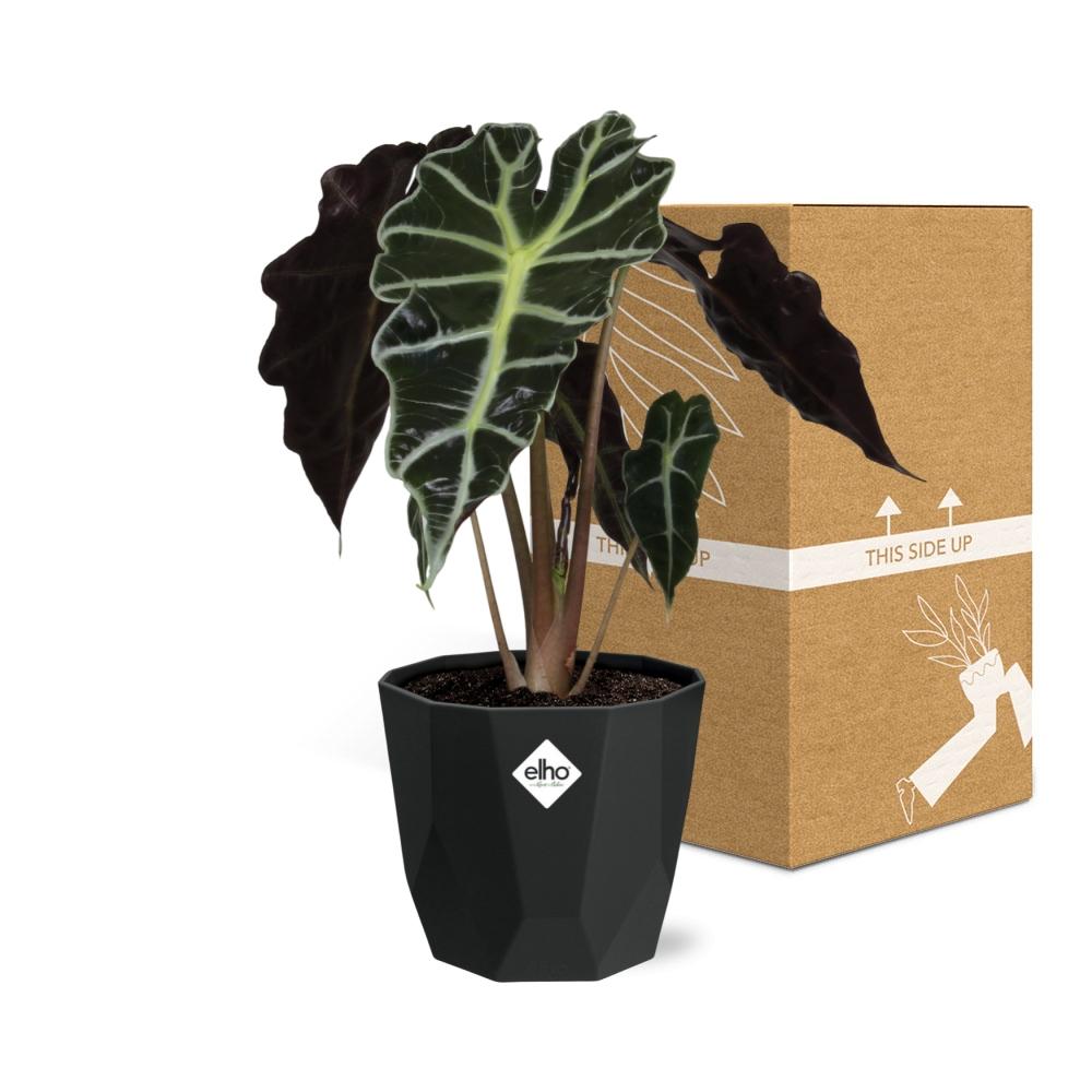 Alocasia 'Polly' in 14cm b.for rock living black - Pflanzfix24