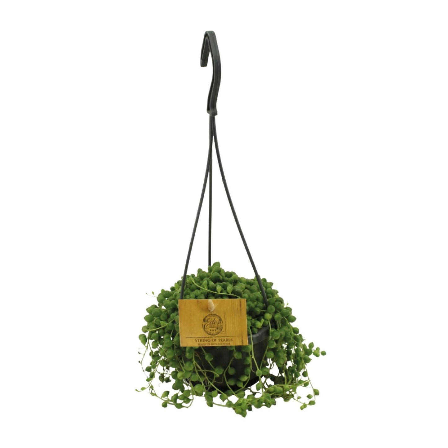 Senecio Rowleyanus - Ø11cm - ↕15cm bei Pflanzfix24