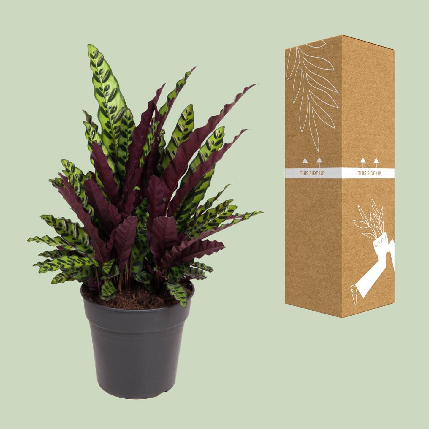 Calathea Lancifolia - Ø27cm - pflanzfix24