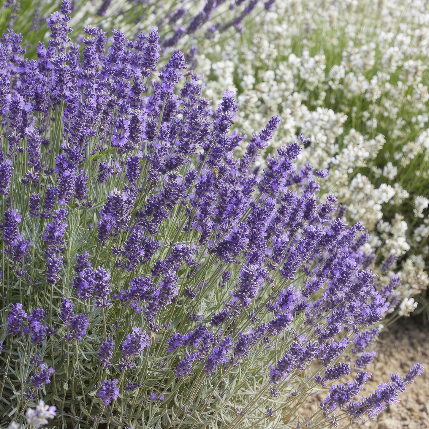 12x Lavandula 'Hidcote' – Blühender Lavendel | Pflanzfix24.de - Pflanzfix24.de