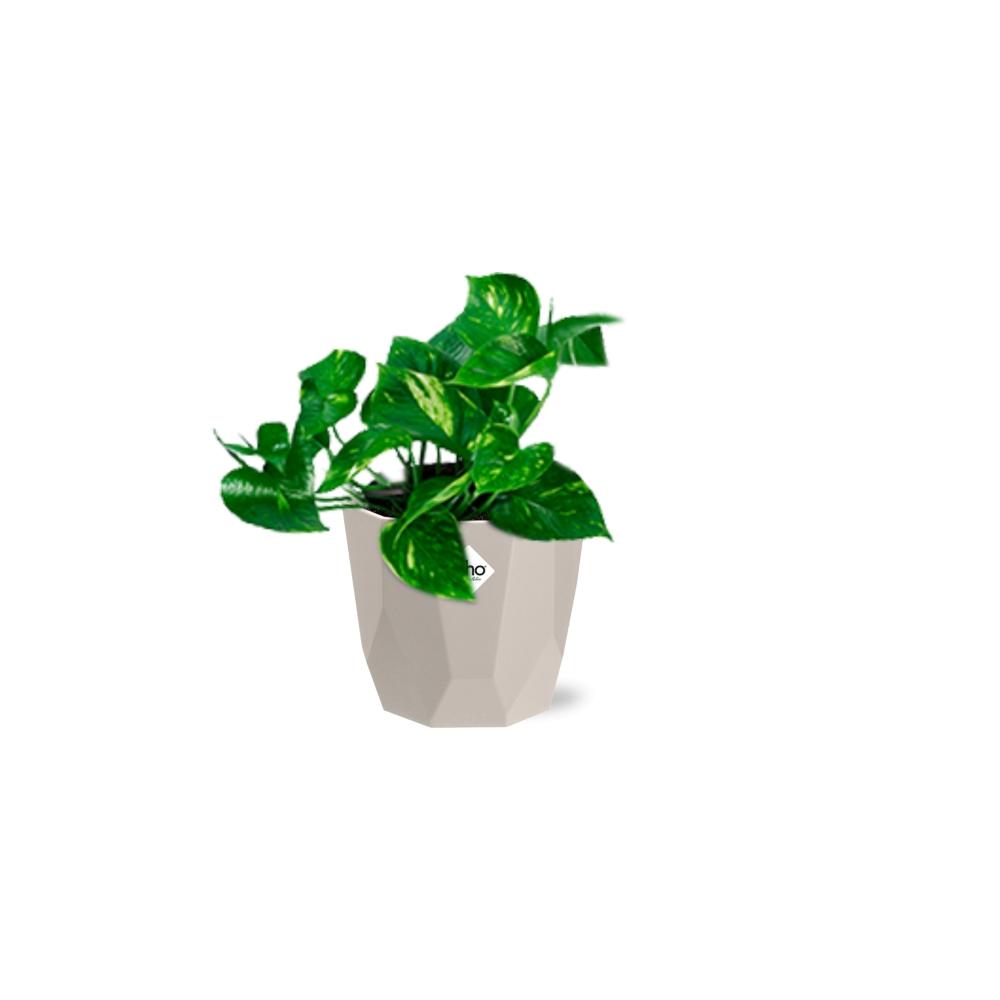 Epipremnum Pinnatum ‘Aureum’ in ELHO b.for rock 14 cm warm grey - Pflanzfix24