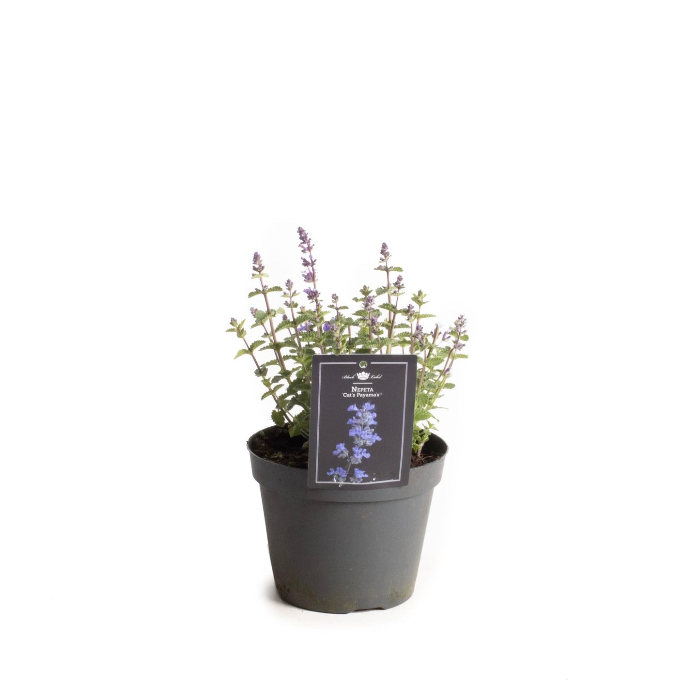 Nepeta Cat's Pajama's - Ø15cm - ↕30cm - Pflanzfix24