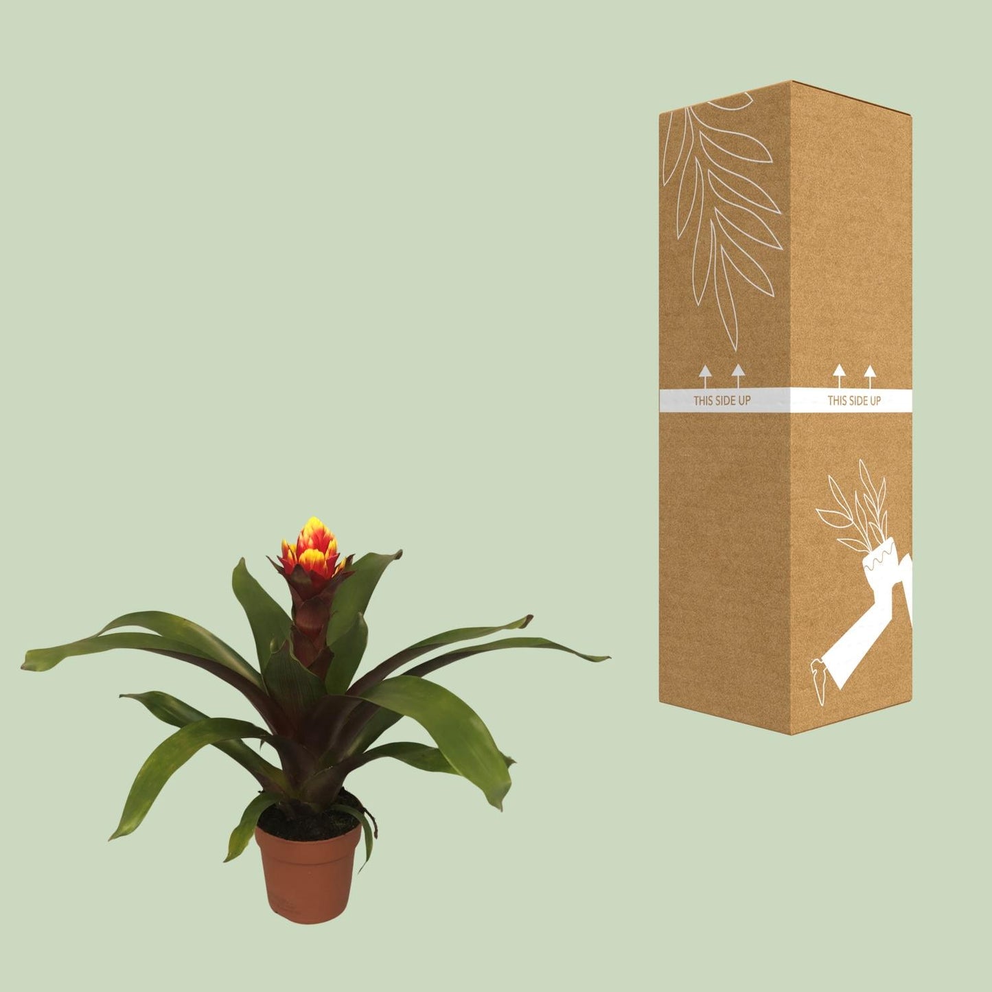 Guzmania Crown - Ø12cm - ↕45cm - Pflanzfix24