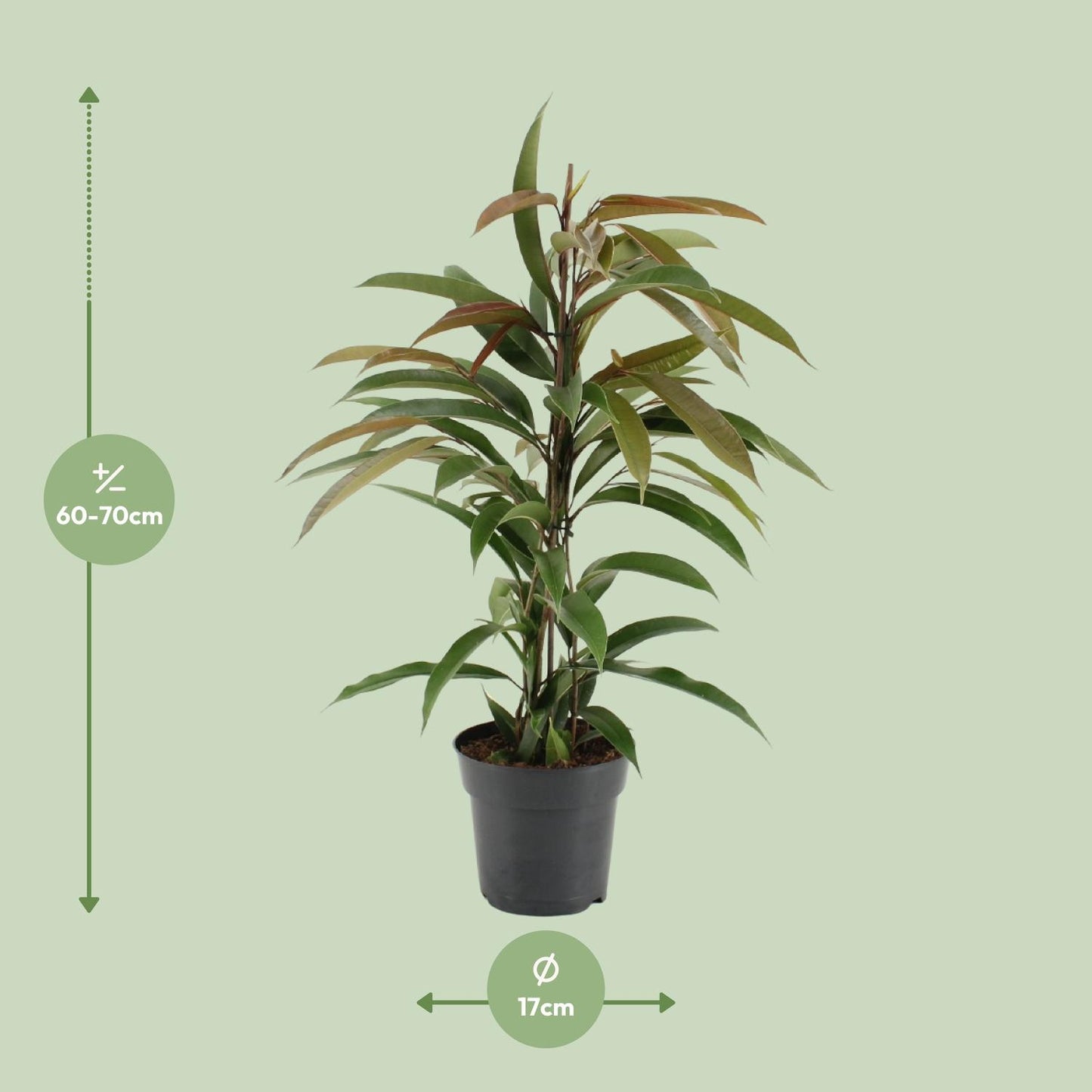 Ficus Binnendijkii Amstel King - Ø17cm - ↕70cm bei Pflanzfix24.de - Pflanzfix24.de
