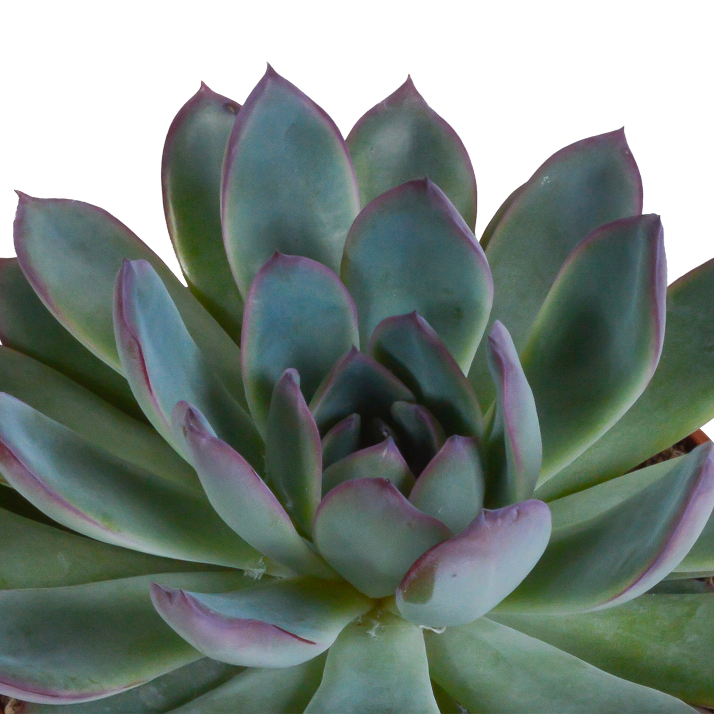 Echeveria-Mix 10,5 cm - 3x - zonder pot - Pflanzfix24.de - Pflanzfix24.de