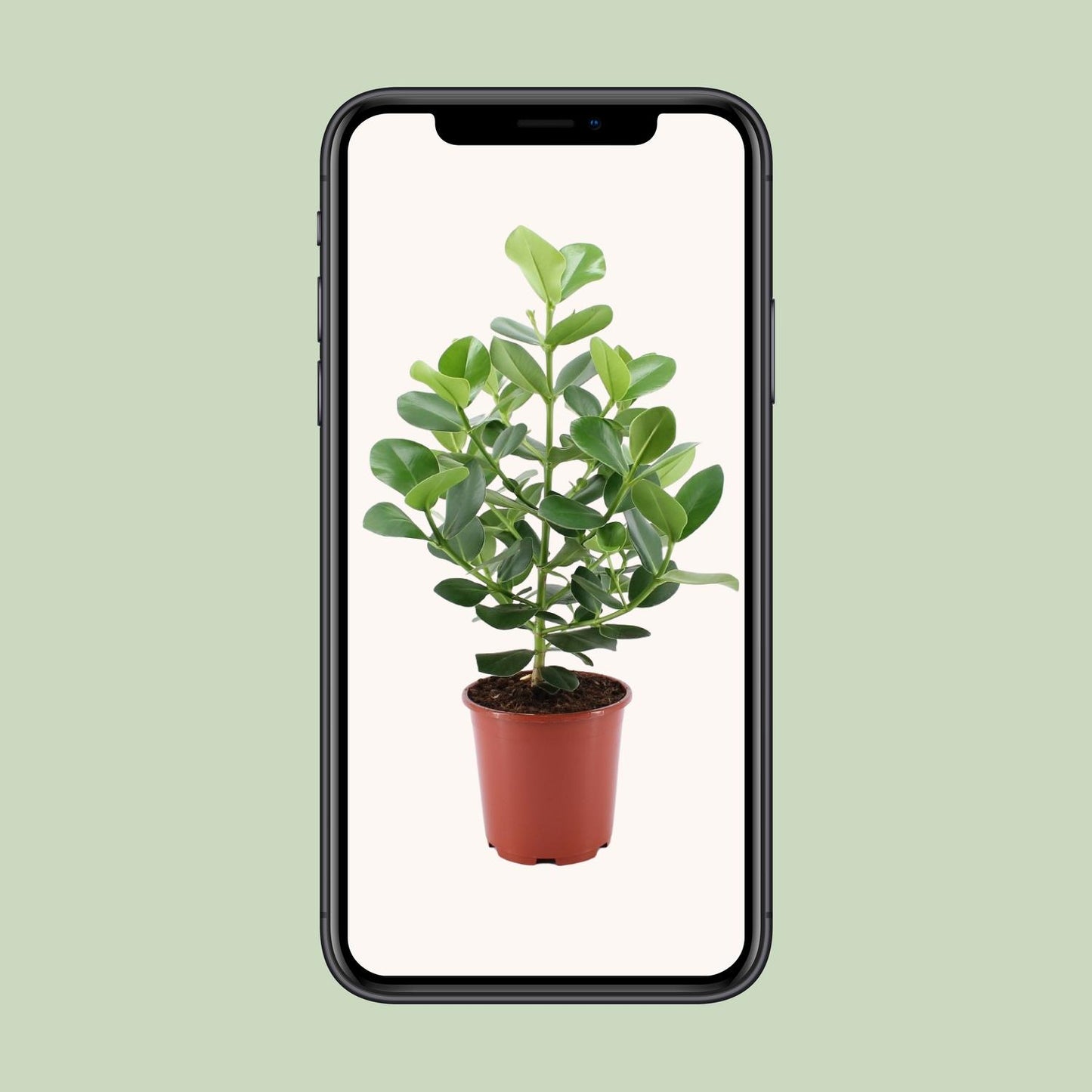Clusia Rosea Princess - Ø24cm - ↕80cm - Pflanzfix24