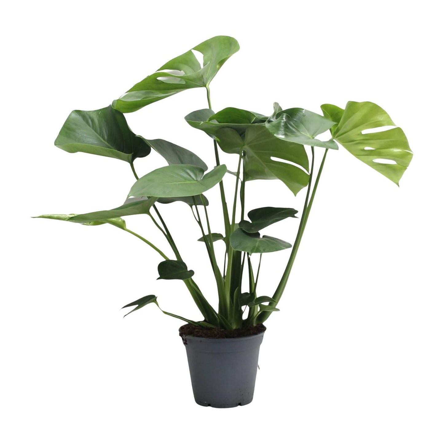 Monstera Deliciosa Tauerii - Zimmerpflanze im 17 cm Topf - Pflanzfix24