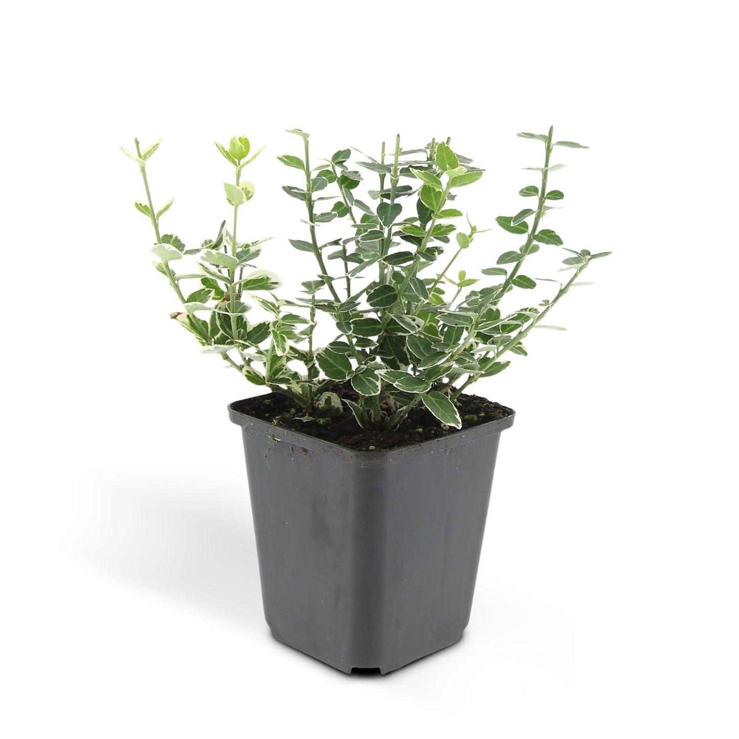 24x Euonymus fort. 'Emerald Gaiety' - ↕10-25cm - Ø9cm - Pflanzfix24