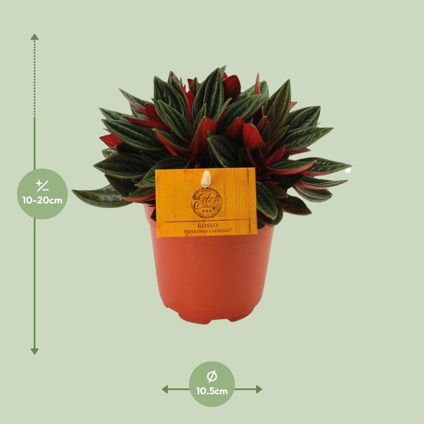 Peperomia Caperata Rosso Ø11cm – Kompakt & Pflegeleicht | Pflanzfix24
