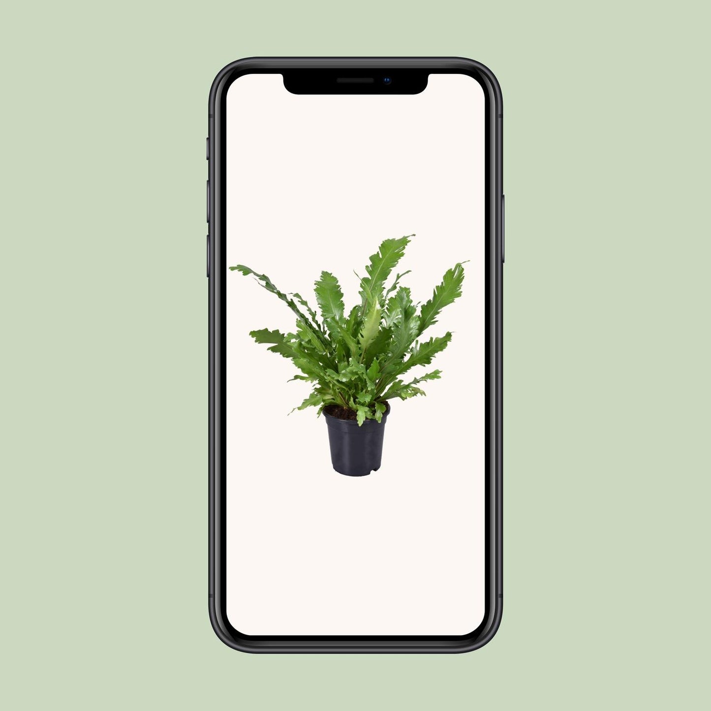 Asplenium Nidus - Ø17cm - ↕45cm - Pflanzfix24.de - Pflanzfix24.de
