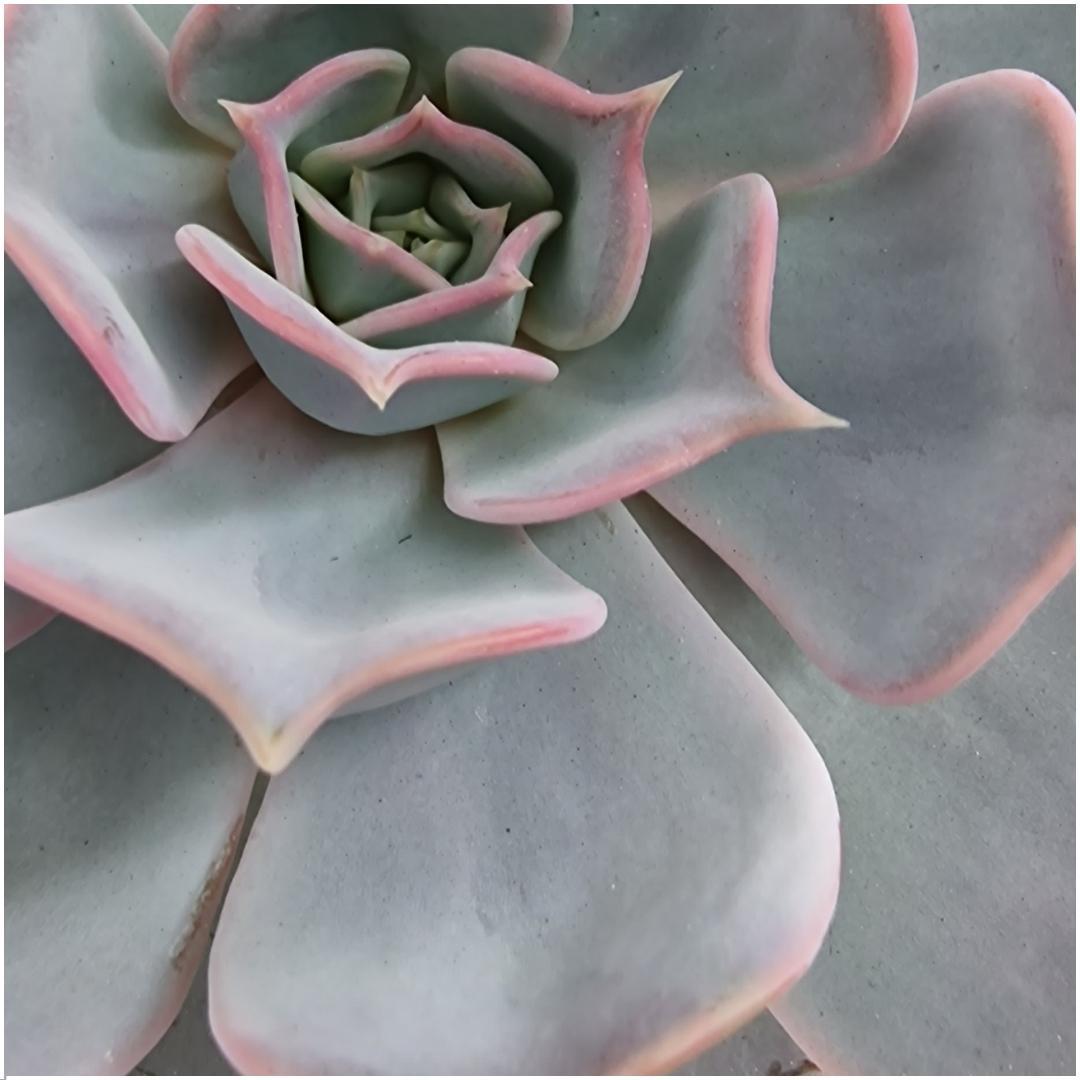 ROOTLESS Echeveria Lilacina in rosa Keramik | Pflanzfix24.de - Pflanzfix24.de
