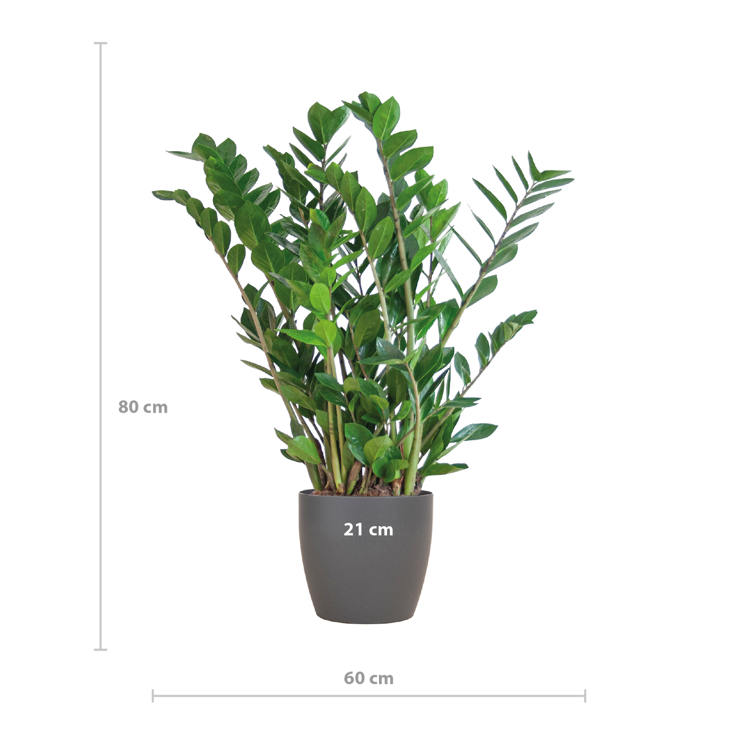 Zamioculcas mit Viber-Topf Grau 80 cm – Pflanzfix24