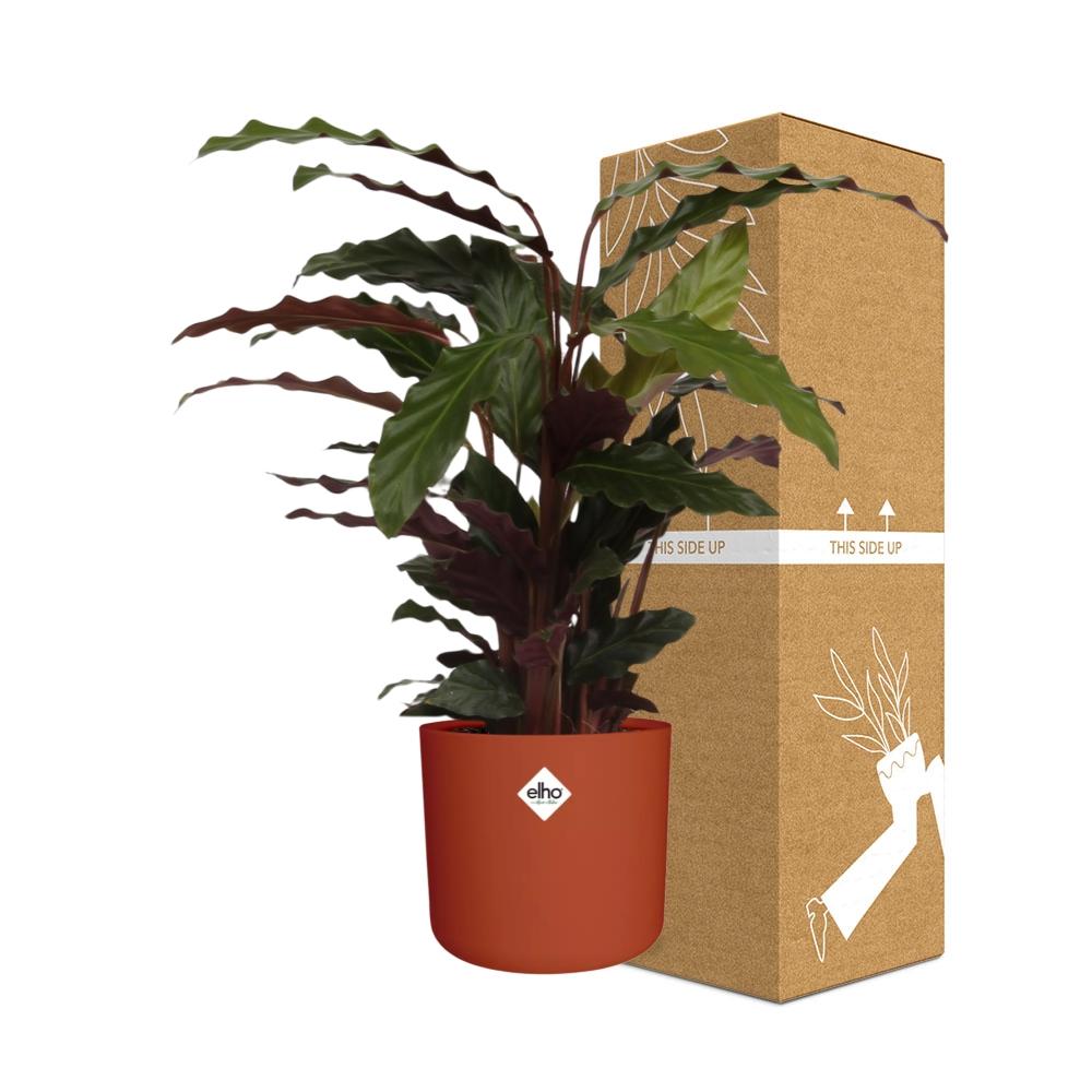 Calathea Rufibarba 'Tropistar' in ELHO b.for soft rond 14cm brique - Pflanzfix24