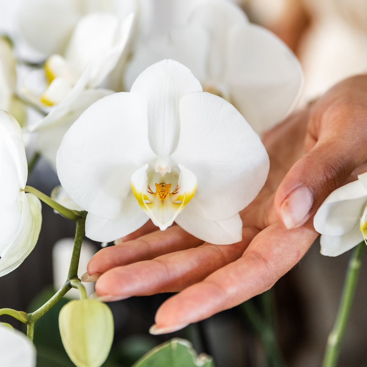 2x Orchidee Weiß Ø12 cm – Phalaenopsis Kombi-Set | Pflanzfix24.de - Pflanzfix24.de