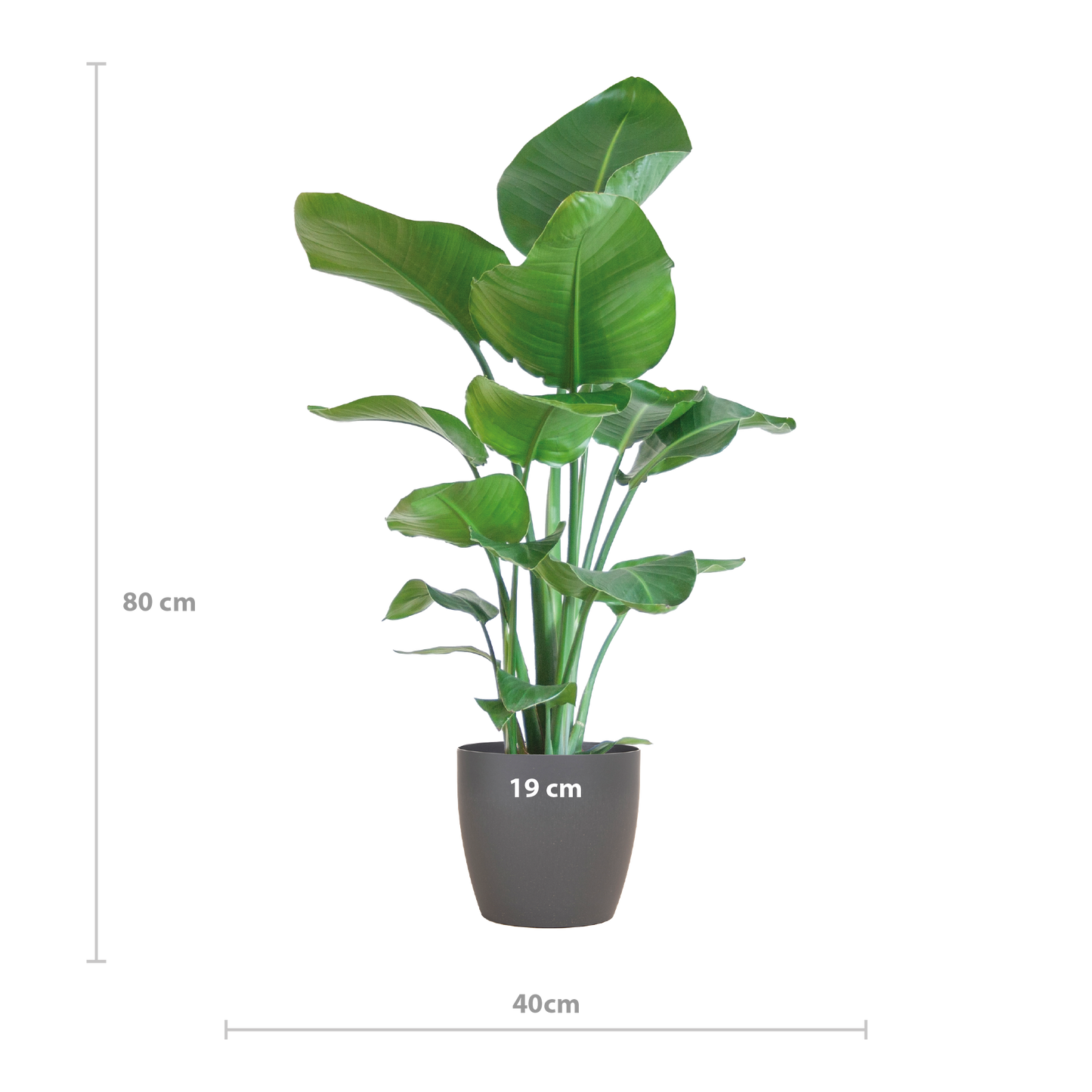Strelitzia Nicolai 80 cm Ø21 mit grauem Viber-Topf | Pflanzfix24.de - Pflanzfix24.de