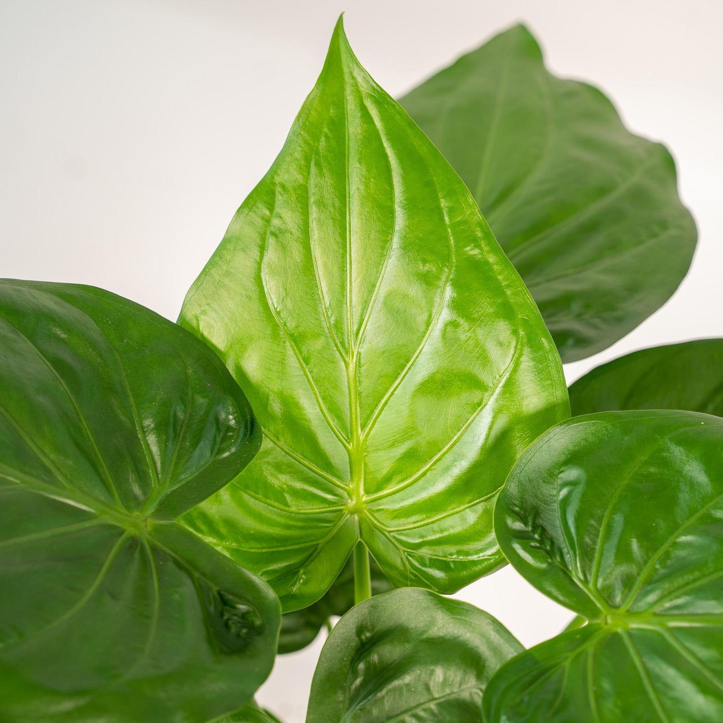Alocasia Cucullata - Ø19cm - ↕65cm + Korb Selin - Pflanzfix24.de - Pflanzfix24.de