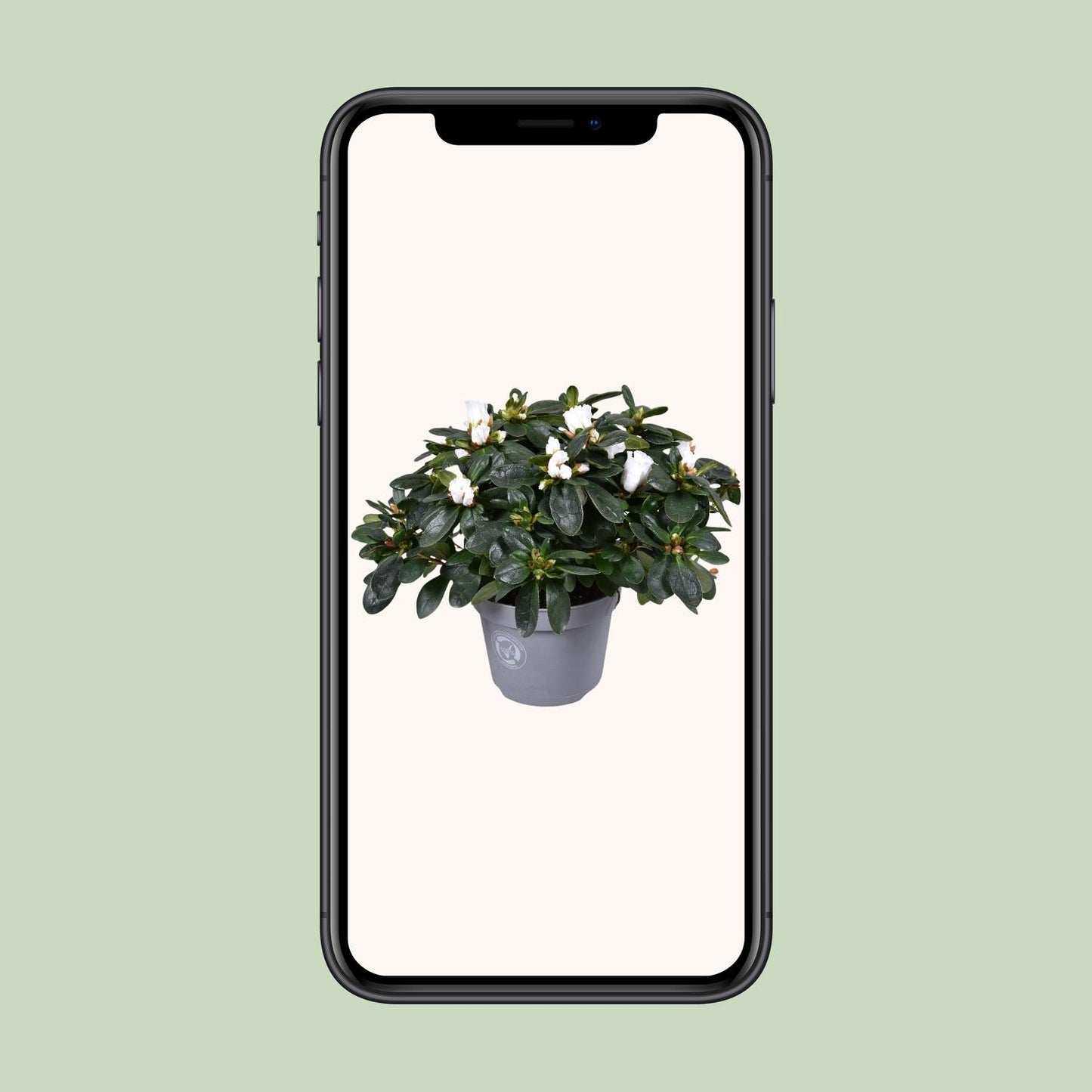 Azalea Witte Vogel - Ø13cm - ↕27cm - Pflanzfix24