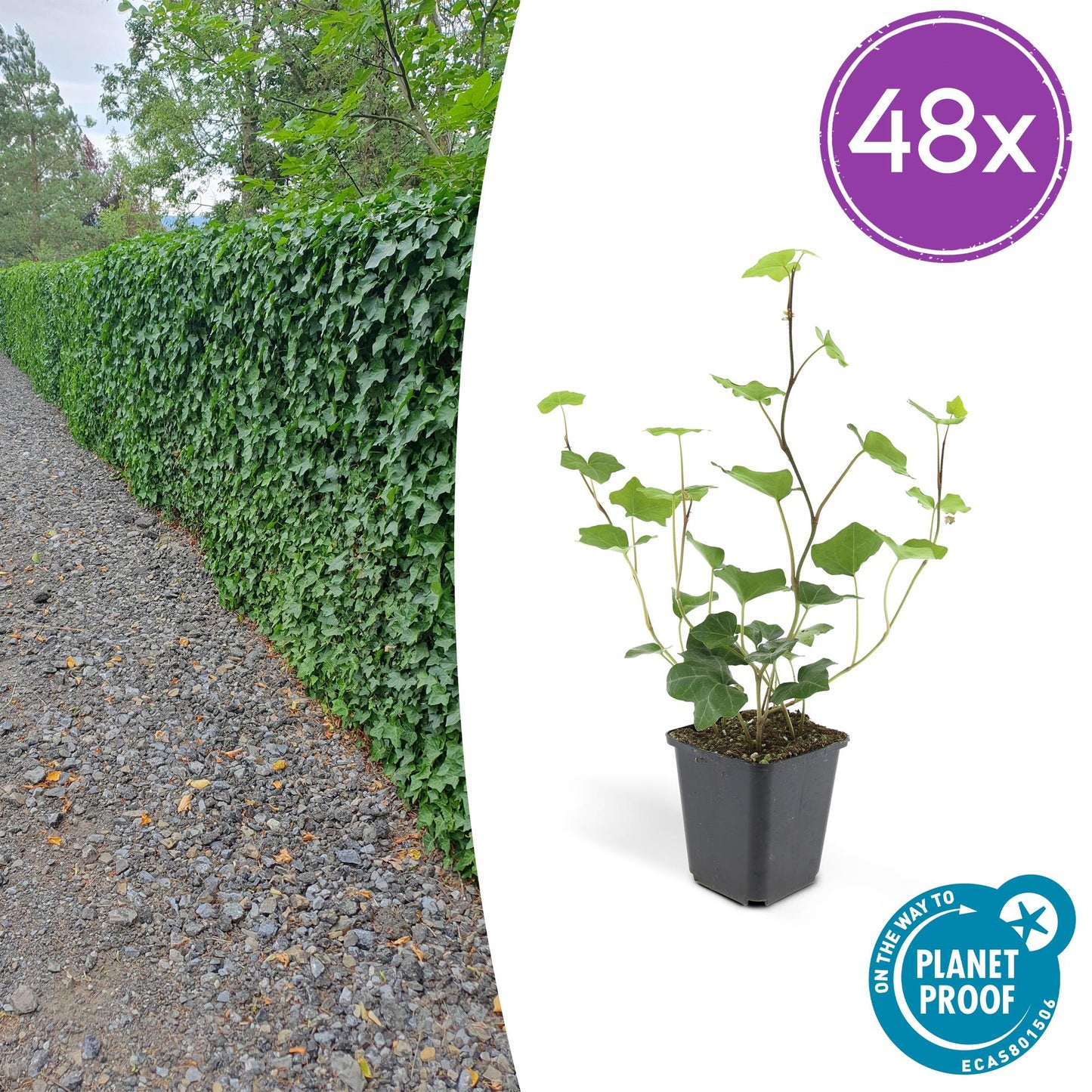 48x Hedera Hibernica - ↕10-25cm - Ø9cm - Pflanzfix24