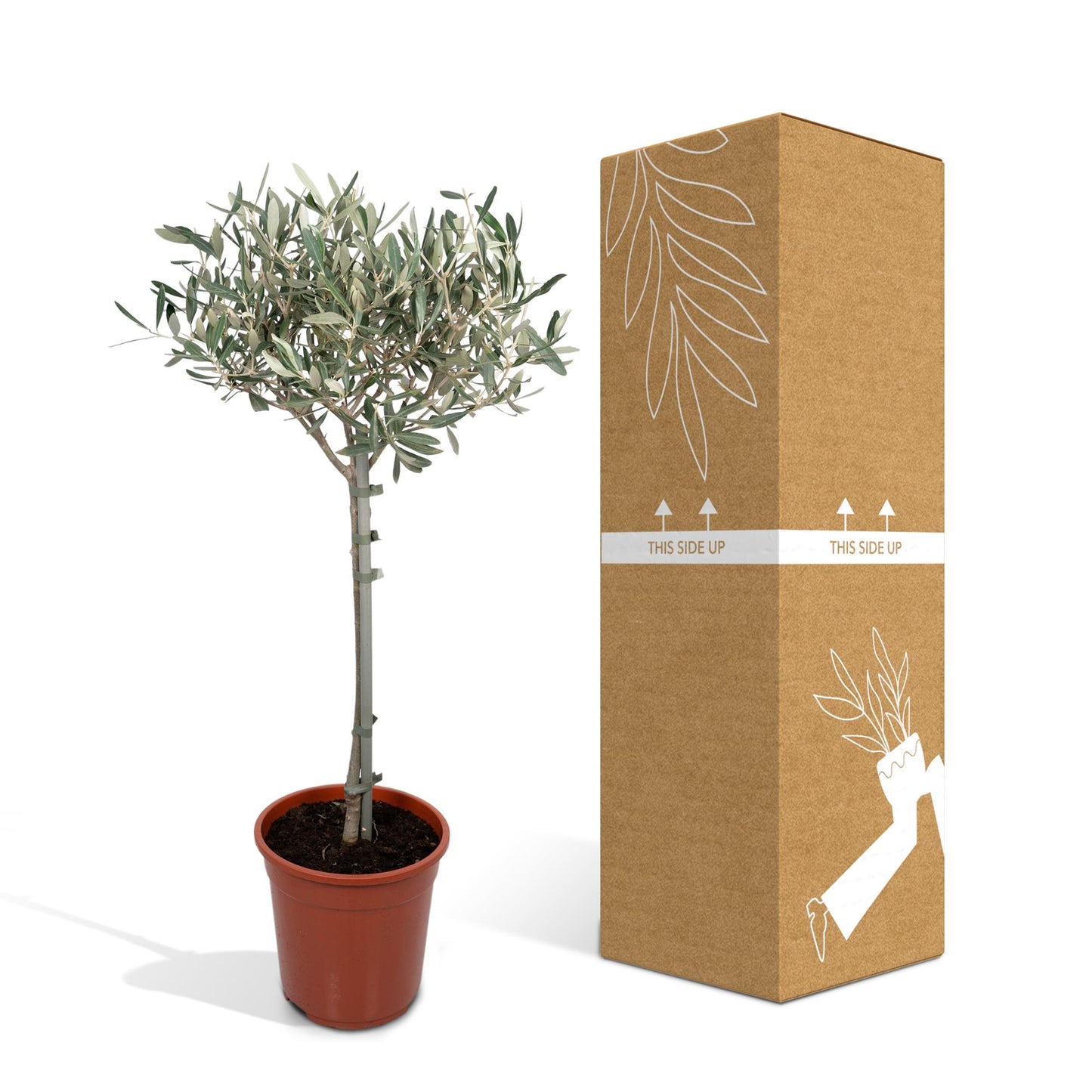 Olivenbaum Olea Europaea auf Stamm Ø19cm 90cm – Pflanzfix24.de - Pflanzfix24.de