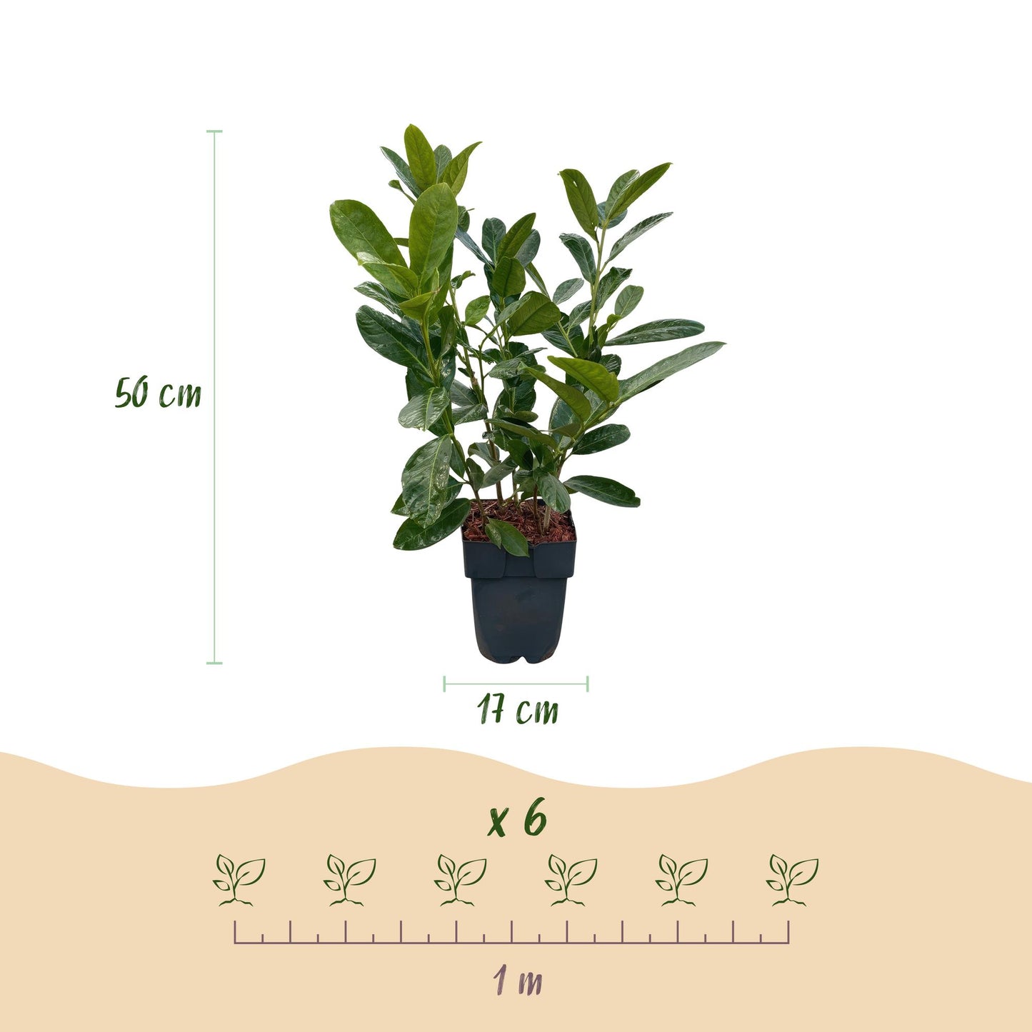 Pflanzfix24.de - Prunus laurocerasus Rotundifolia - 6 Pflanzen - 1 laufender Meter - Pflanzfix24.de