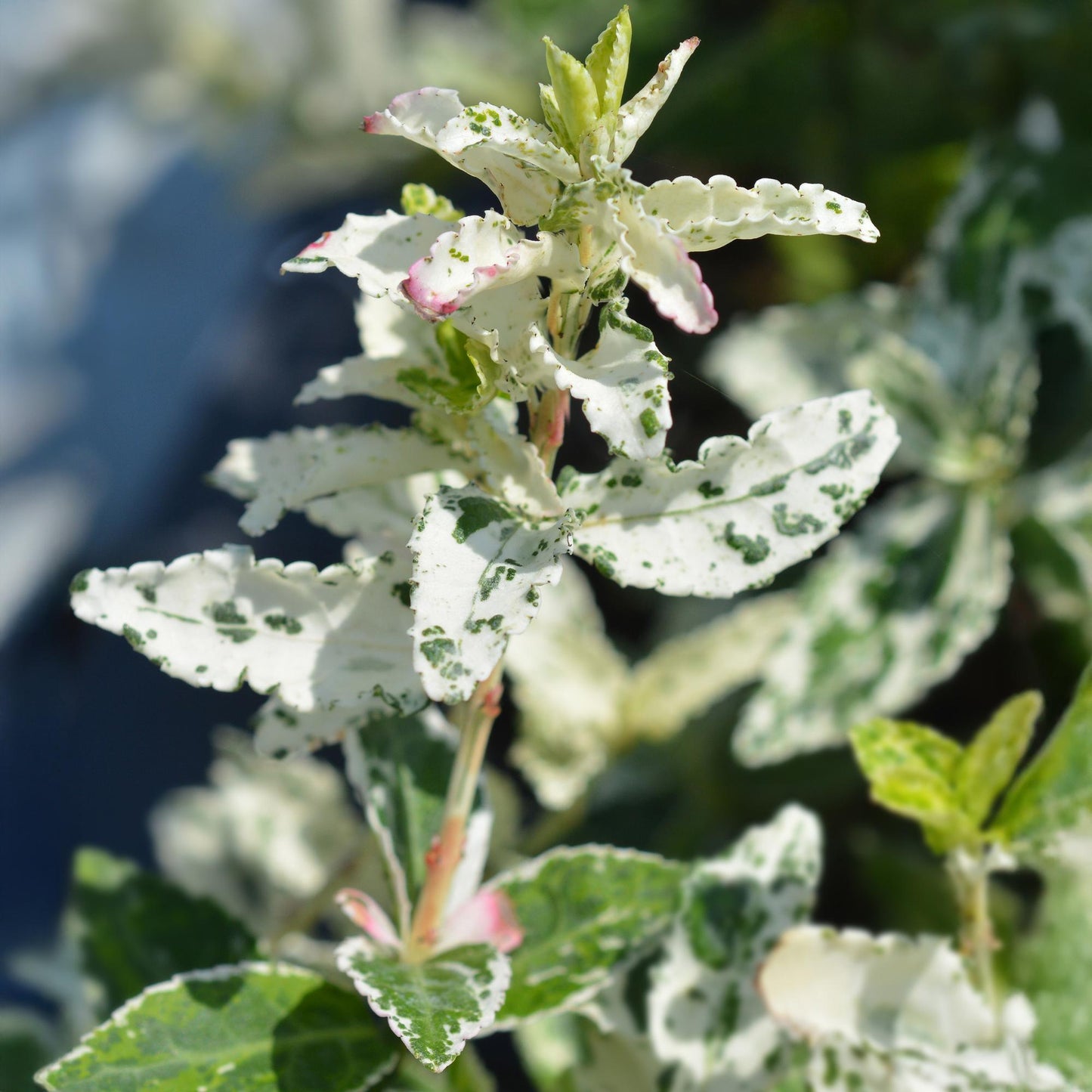 GreenboutiQ Euonymus fortunei Harlequin Stamm-Pflanze 19cm – Pflanzfix24