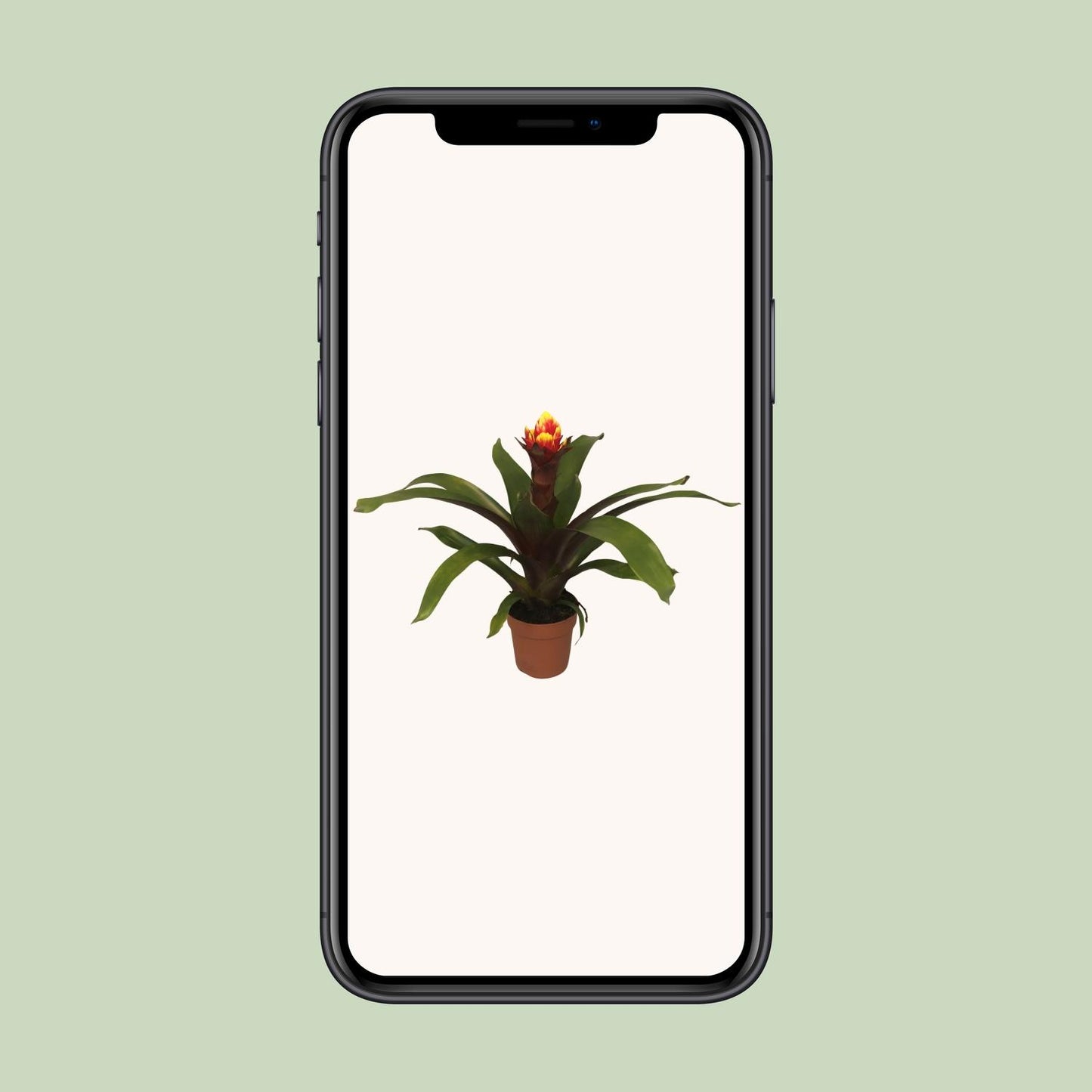 Guzmania Crown - Ø12cm - ↕45cm - Pflanzfix24