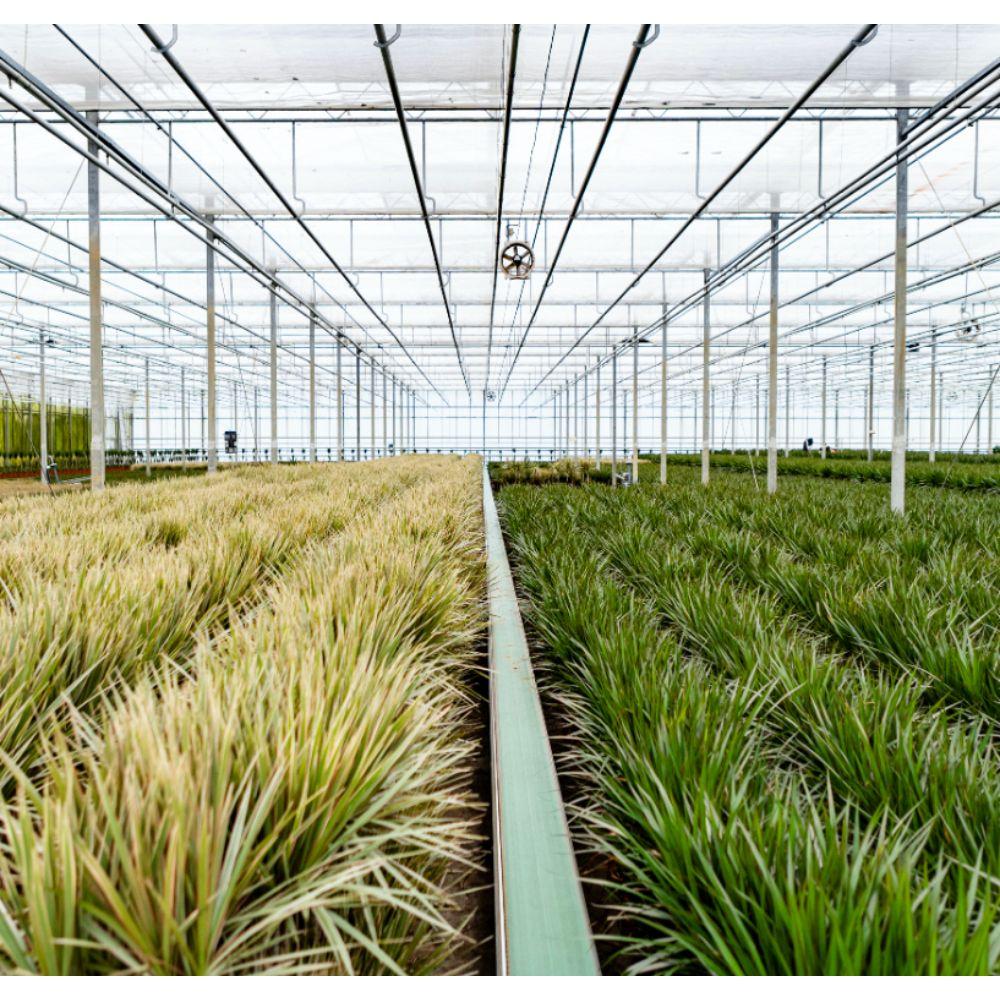 2x Dracaena - ↨90cm - Ø17cm - Pflanzfix24.de - Pflanzfix24.de