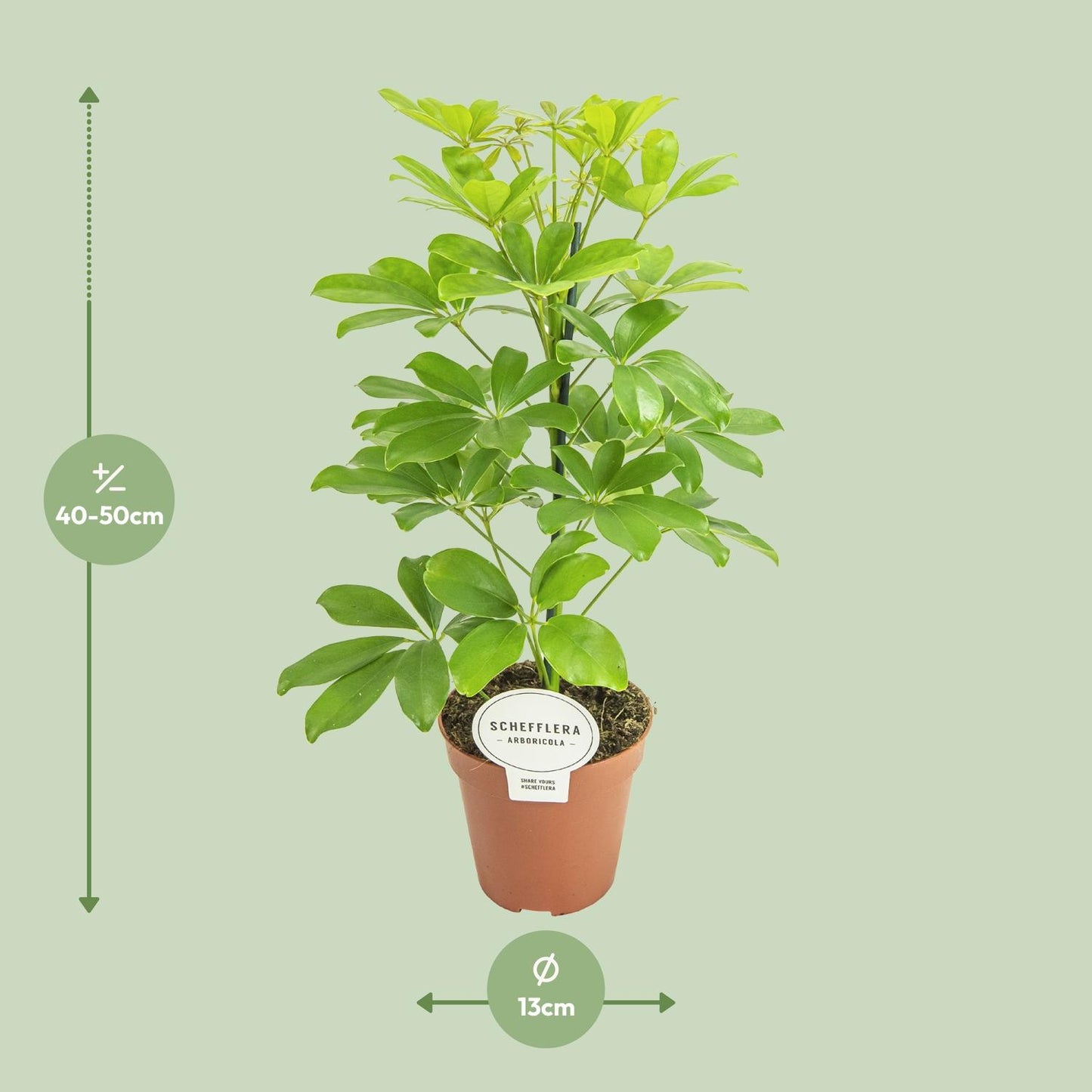 Schefflera Nora Ø13cm, 45cm | Luftreinigend & Pflegeleicht | Pflanzfix24