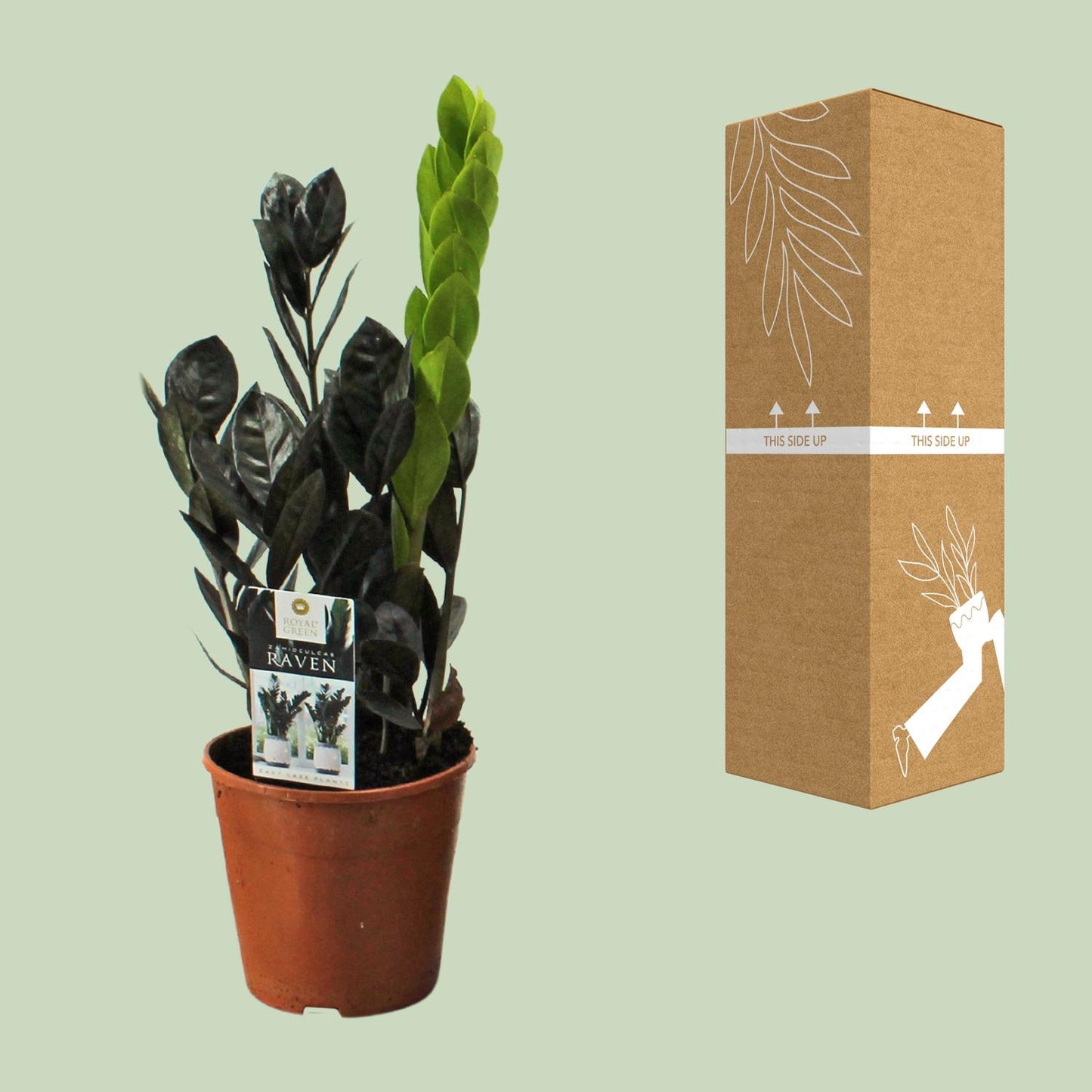 Zamioculcas Raven - Ø14cm - ↕45cm bei Pflanzfix24