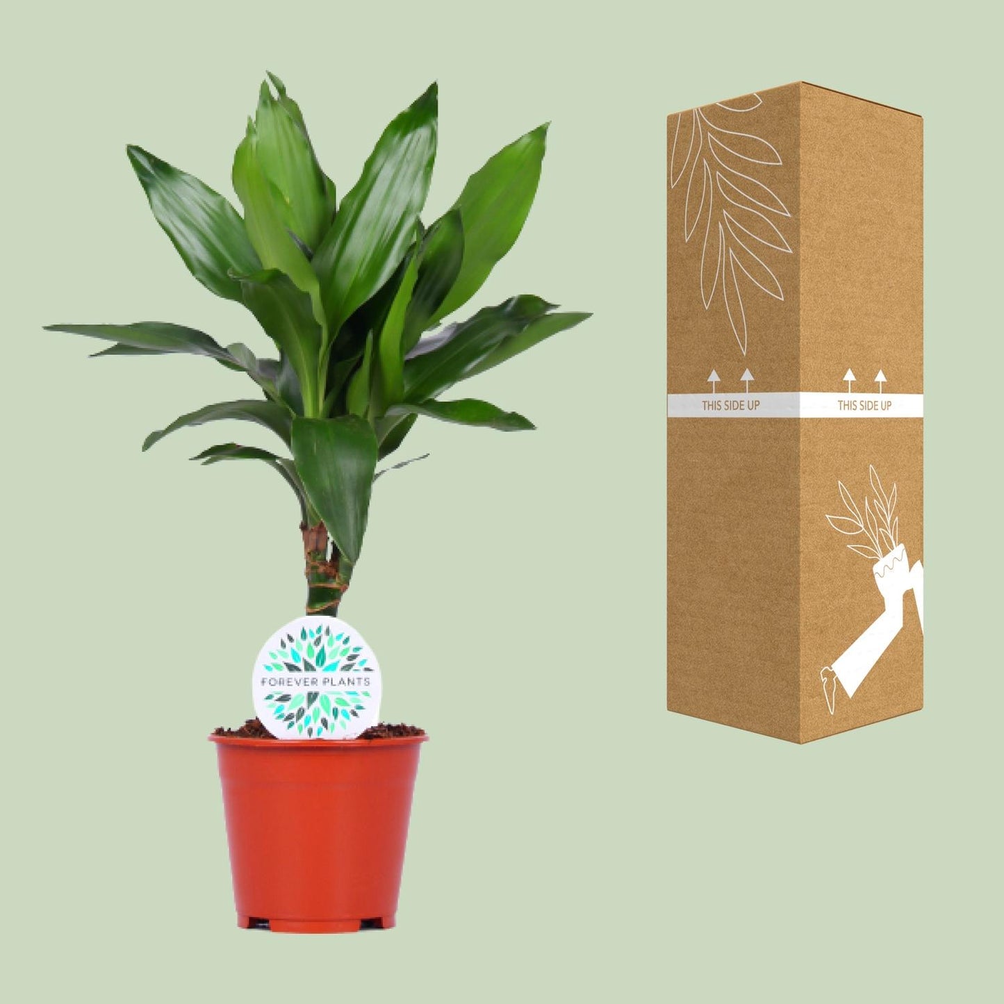 Dracaena Janet Lind - Ø14cm - ↕55cm - Pflanzfix24
