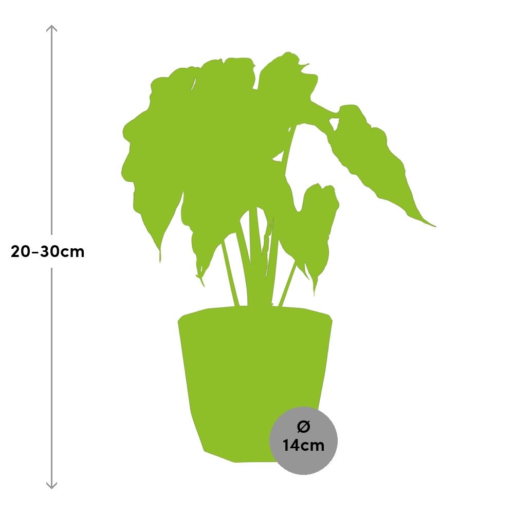 Alocasia 'Polly' in 14cm b.for rock living black - Pflanzfix24