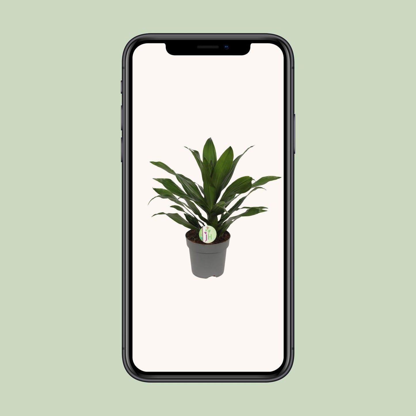 Dracaena Fragrans Grune - Ø17cm - ↕40cm - Pflanzfix24