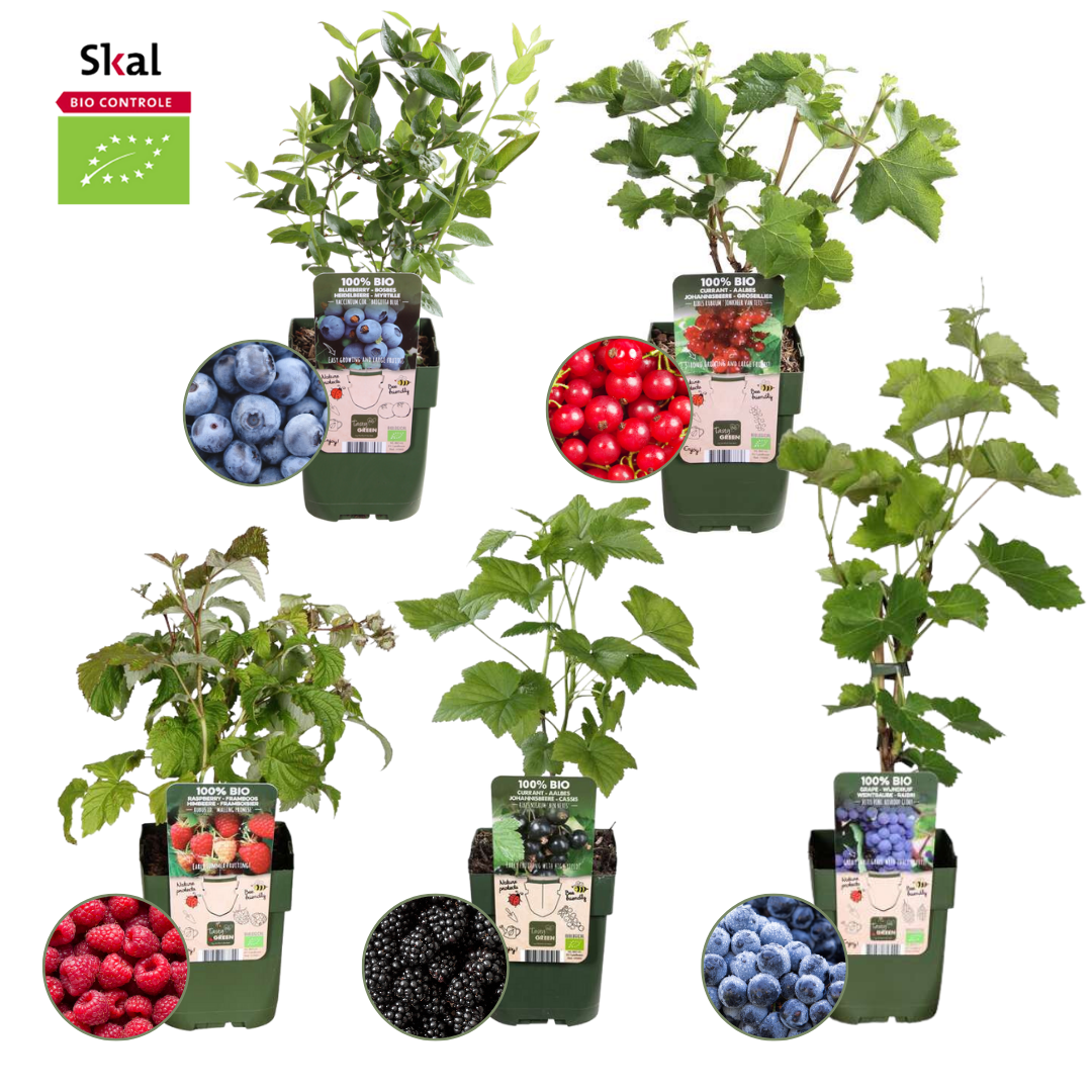 Fruchtoase BIO Obstpflanzen Mix - Pflanzfix24