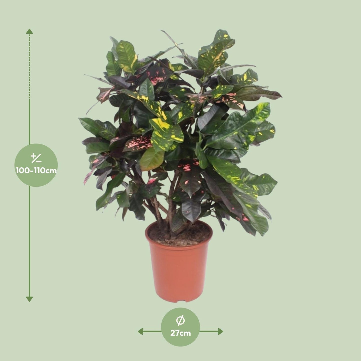 Codiaeum Magnificent (Croton Magnificent) - Ø27cm - ↕110cm - Pflanzfix24