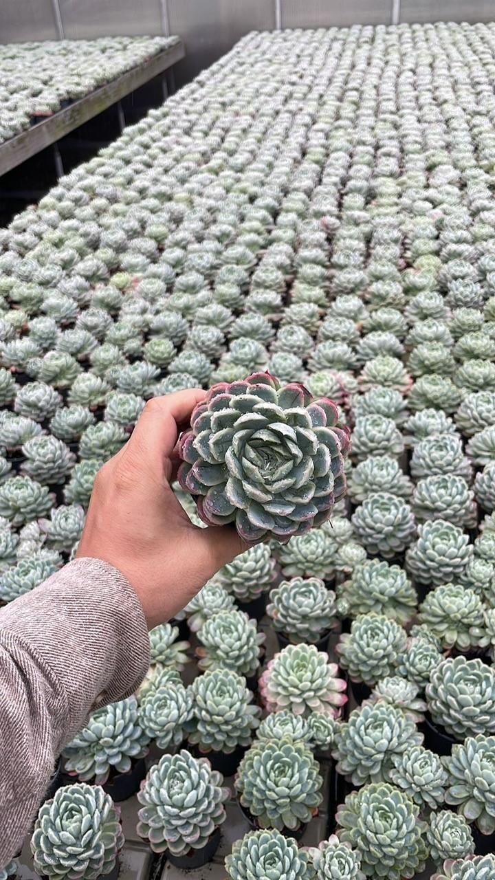 Echeveria Elegans - Ø9cm - ↕15cm - Pflanzfix24