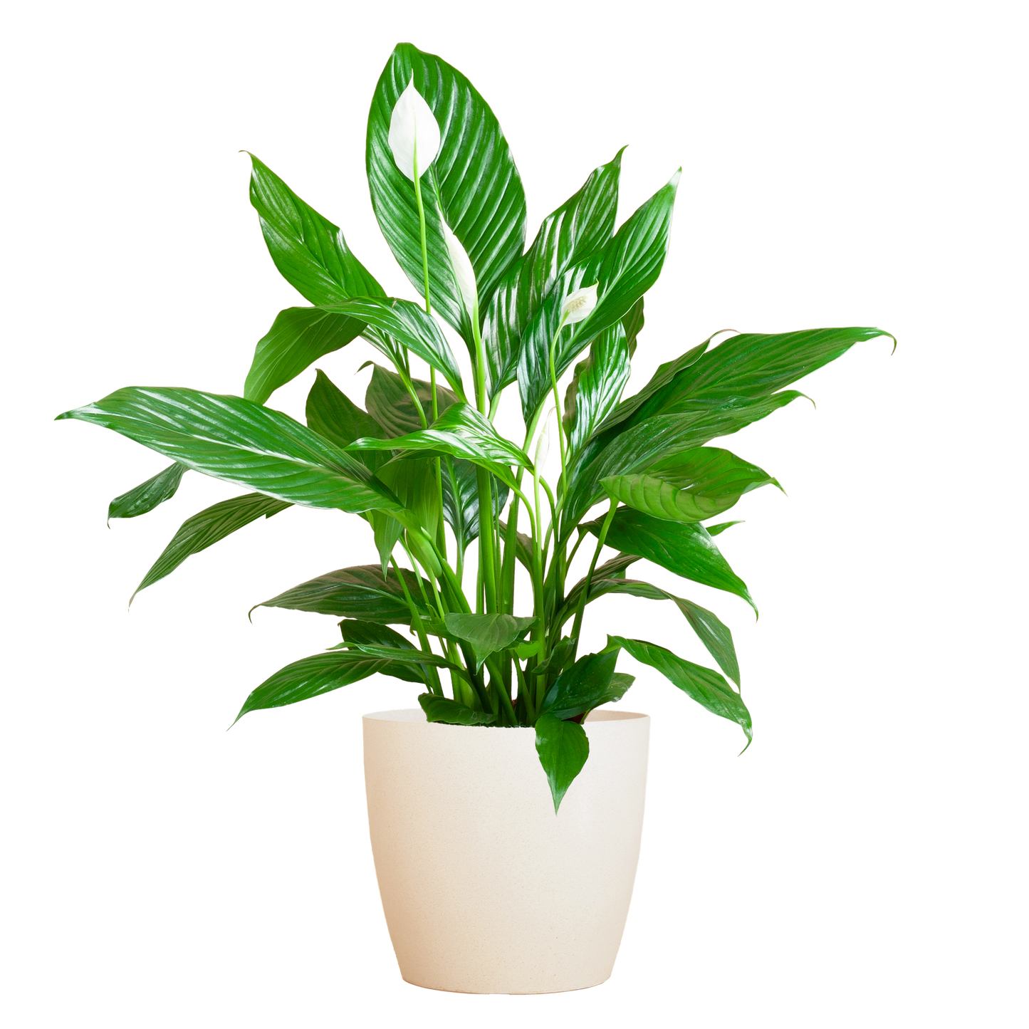 Spathiphyllum Sweet Lauretta 80 cm weiß – Pflanzfix24.de - Pflanzfix24.de