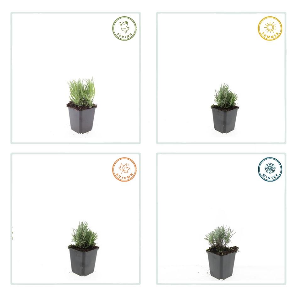 12x Lavandula 'Dwarf Blue' – Duft-Lavendel Set | Pflanzfix24
