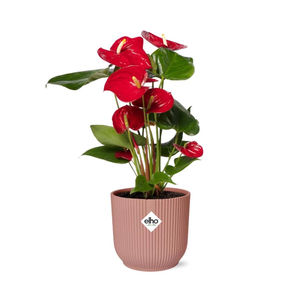 Anthurium Red 12cm - Pflanzfix24