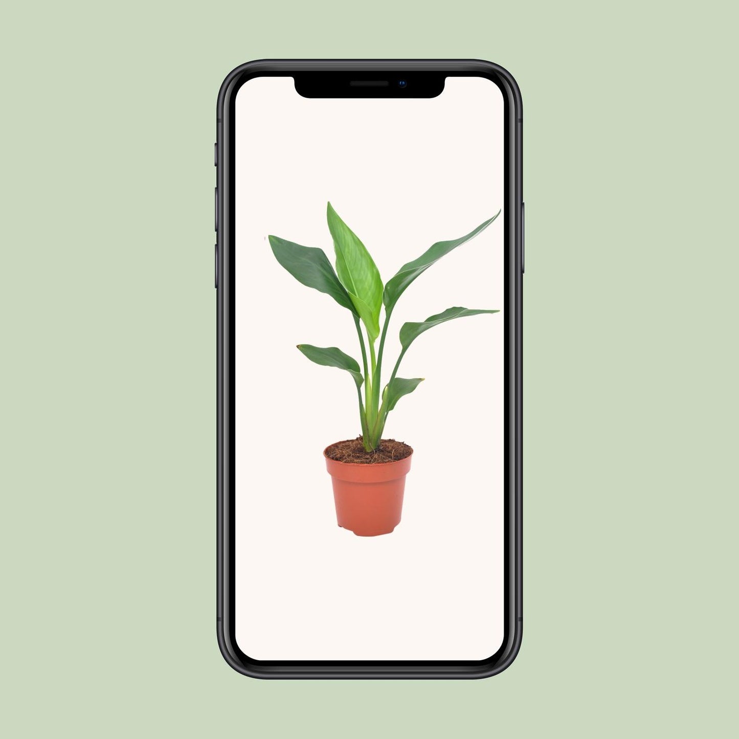 Strelitzia Regina Ø12cm – 40cm hoch – Pflanzfix24.de - Pflanzfix24.de