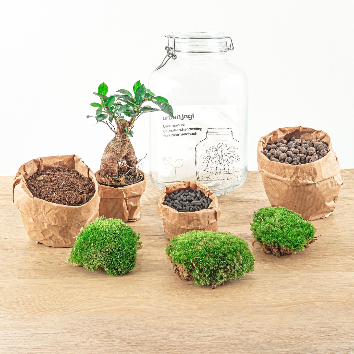 Flaschengarten - Ficus Ginseng bonsai - Pflanzfix24