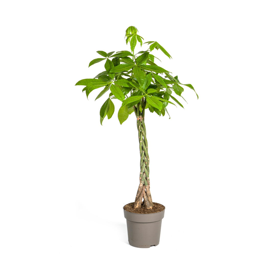 Pachira Aquatica Ø27cm - ↕130 - 150cm bei Pflanzfix24