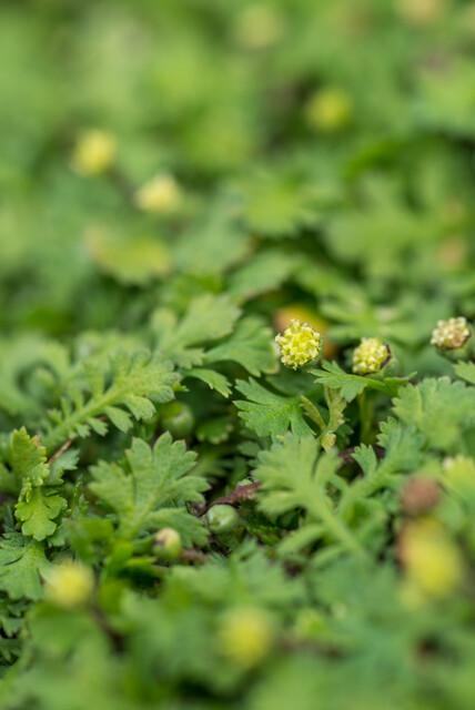 60x Leptinella squalida Bodendecker 9 cm Topf – Pflanzfix24